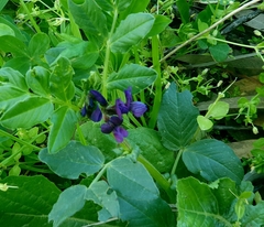 Vicia narbonensis