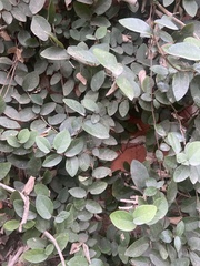 Ficus pumila