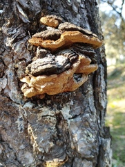 Porodaedalea