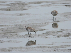 Calidris falcinellus