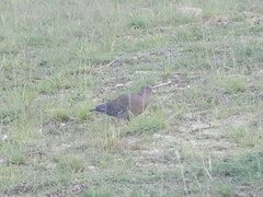 Patagioenas picazuro