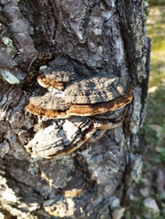 Porodaedalea