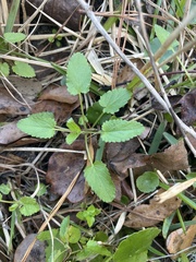 Stachys floridana