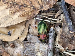 Carabus auronitens