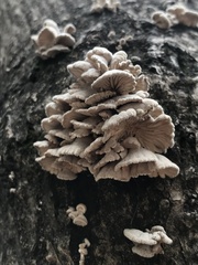 Schizophyllum commune