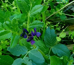Vicia narbonensis