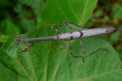 Pseudovates