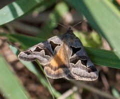 Euclidia triquetra