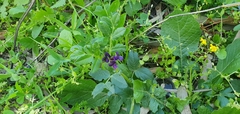 Vicia narbonensis