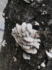 Schizophyllum commune