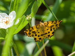 Pseudopanthera macularia