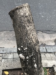 Schizophyllum commune