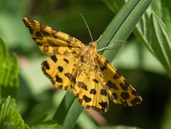 Pseudopanthera macularia