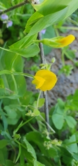 Lathyrus aphaca