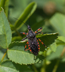 Rhynocoris annulatus