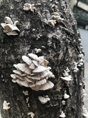 Schizophyllum commune