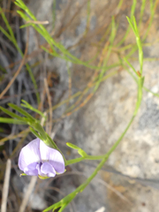 Psoralea