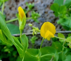 Lathyrus aphaca