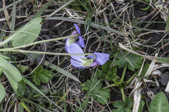 Viola