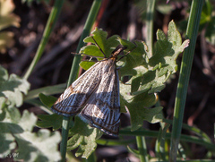 Thisanotia chrysonuchella