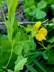 Lathyrus aphaca