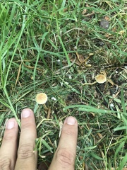 Agrocybe pediades