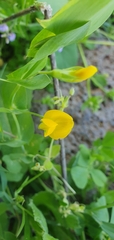 Lathyrus aphaca