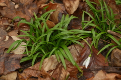 Galanthus lagodechianus