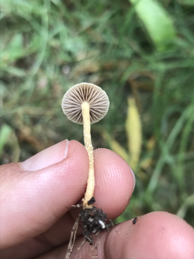 Agrocybe pediades · February 2023 · photo: © tutitah (iNaturalist, cc0)