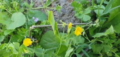 Lathyrus aphaca