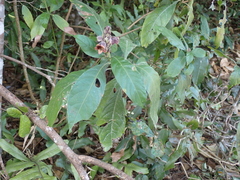 Phlogacanthus pulcherrimus