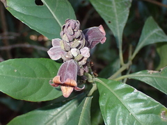 Phlogacanthus pulcherrimus