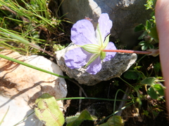 Erodium gruinum