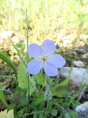 Erodium gruinum