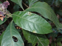Phlogacanthus pulcherrimus