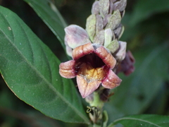 Phlogacanthus pulcherrimus