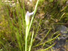 Psoralea