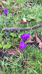 Crocus neapolitanus