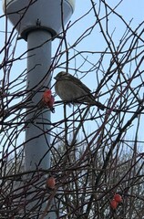 Passer domesticus