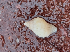 Tritia reticulata