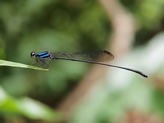 Prodasineura collaris