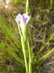 Psoralea