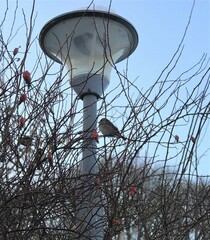 Passer domesticus