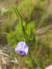 Psoralea
