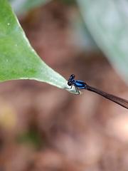 Prodasineura collaris