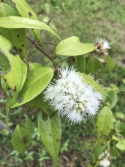 Syzygium zeylanicum