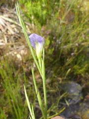 Psoralea