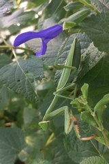 Stagmatoptera hyaloptera