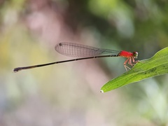 Amphicnemis gracilis