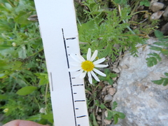 Anthemis